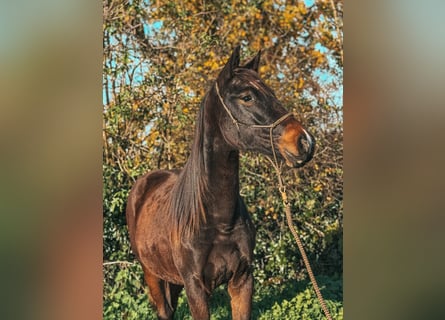 Westfaliano, Yegua, 2 años