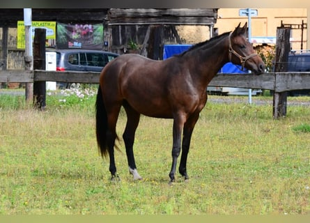 Westfaliano, Yegua, 2 años, Castaño oscuro