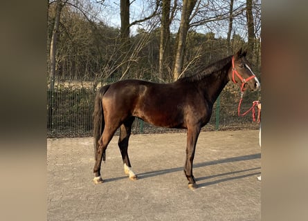 Westfaliano, Yegua, 3 años, 156 cm, Negro