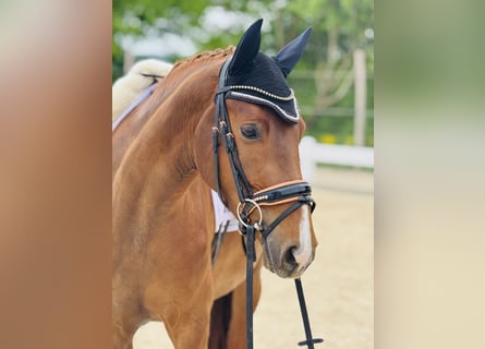 Westfaliano, Yegua, 3 años, 160 cm, Alazán