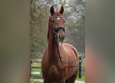 Westfaliano, Yegua, 3 años, 162 cm, Alazán-tostado