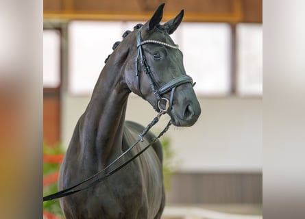 Westfaliano, Yegua, 3 años, 164 cm, Morcillo