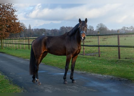 Westfaliano, Yegua, 3 años, 165 cm, Castaño oscuro