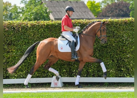 Westfaliano, Yegua, 3 años, 166 cm, Castaño