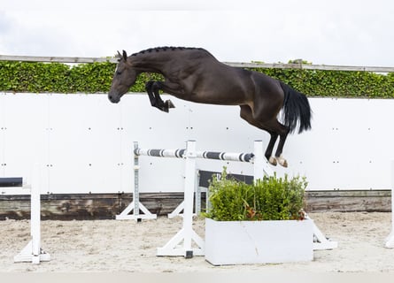 Westfaliano, Yegua, 3 años, 166 cm, Castaño oscuro
