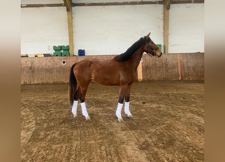 Westfaliano, Yegua, 3 años, 167 cm, Castaño
