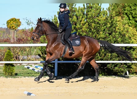 Westfaliano, Yegua, 3 años, 167 cm, Castaño