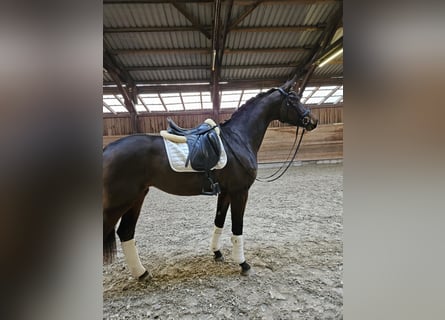 Westfaliano, Yegua, 3 años, 168 cm, Castaño