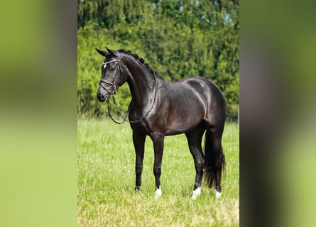 Westfaliano, Yegua, 3 años, 168 cm, Castaño oscuro