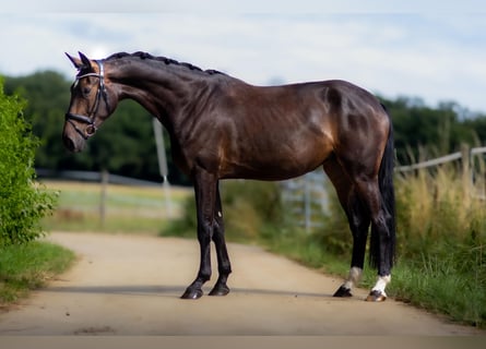 Westfaliano, Yegua, 3 años, 170 cm, Castaño oscuro