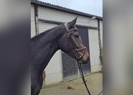 Westfaliano, Yegua, 3 años, 172 cm, Castaño oscuro