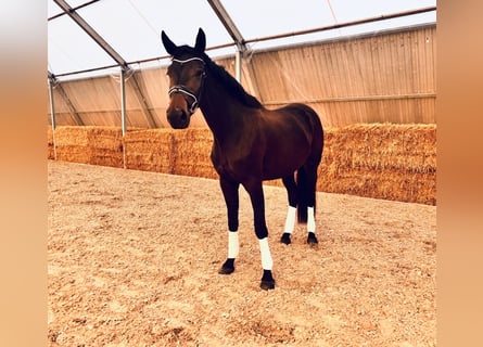 Westfaliano, Yegua, 3 años, 172 cm, Morcillo