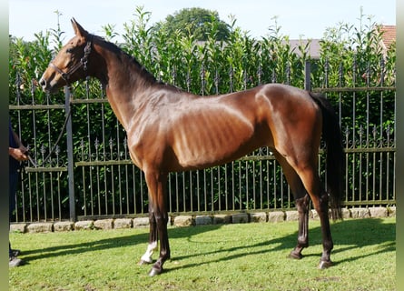 Westfaliano, Yegua, 4 años, 157 cm