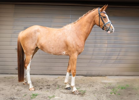 Westfaliano, Yegua, 4 años, 160 cm, Alazán