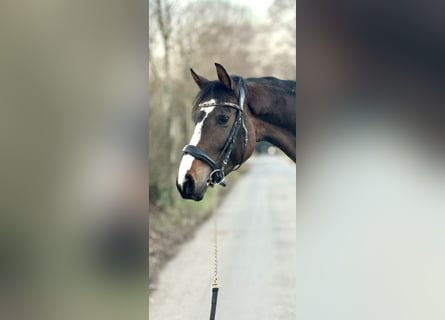 Westfaliano, Yegua, 4 años, 160 cm, Castaño oscuro