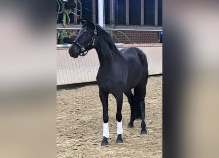 Westfaliano, Yegua, 4 años, 160 cm, Negro