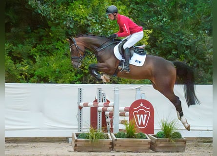 Westfaliano, Yegua, 4 años, 162 cm, Castaño