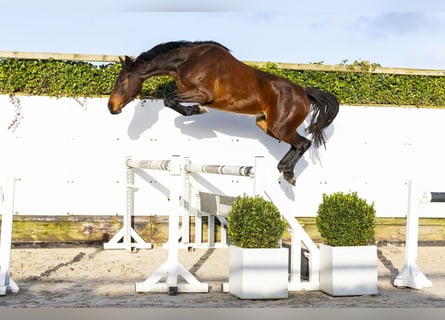 Westfaliano, Yegua, 4 años, 162 cm, Castaño