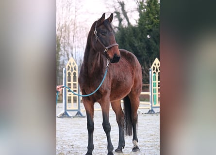 Westfaliano, Yegua, 4 años, 162 cm, Castaño oscuro