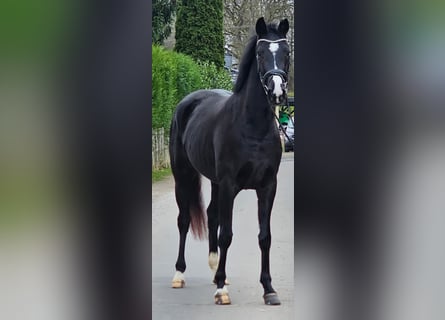 Westfaliano, Yegua, 4 años, 162 cm, Negro