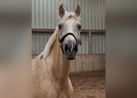 Westfaliano, Yegua, 4 años, 162 cm, Palomino