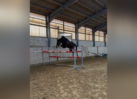 Westfaliano, Yegua, 4 años, 163 cm, Castaño oscuro