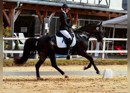 Westfaliano, Yegua, 4 años, 163 cm, Negro