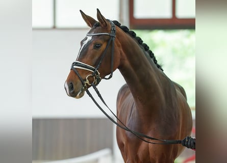 Westfaliano, Yegua, 4 años, 164 cm, Castaño