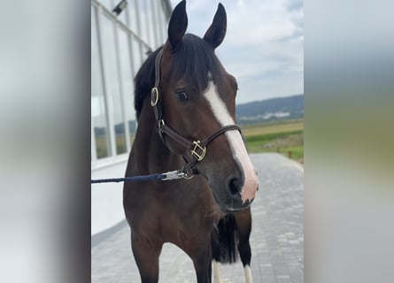 Westfaliano, Yegua, 4 años, 164 cm, Castaño oscuro