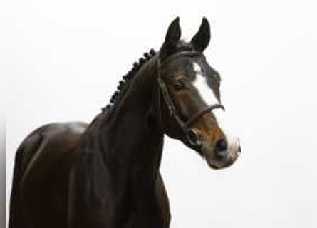 Westfaliano, Yegua, 4 años, 164 cm, Castaño oscuro