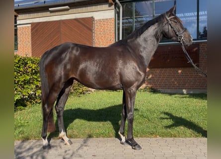 Westfaliano, Yegua, 4 años, 164 cm, Negro