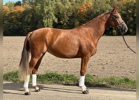 Westfaliano, Yegua, 4 años, 165 cm, Alazán