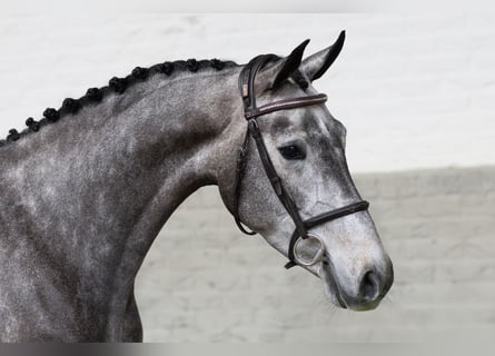 Westfaliano, Yegua, 4 años, 165 cm