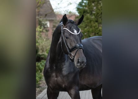 Westfaliano, Yegua, 4 años, 166 cm, Castaño