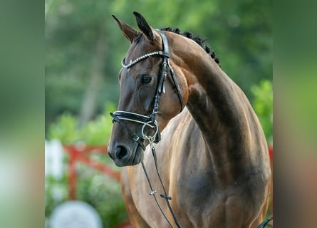 Westfaliano, Yegua, 4 años, 166 cm, Castaño