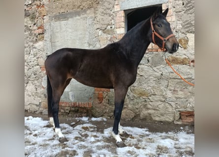 Westfaliano, Yegua, 4 años, 166 cm, Morcillo