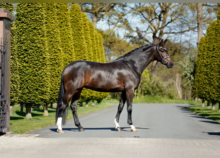Westfaliano, Yegua, 4 años, 166 cm, Morcillo