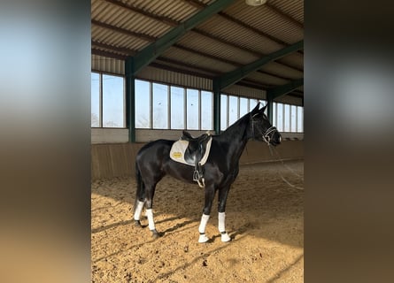 Westfaliano, Yegua, 4 años, 166 cm, Negro