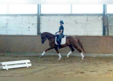 Westfaliano, Yegua, 4 años, 167 cm, Alazán