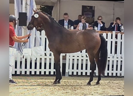Westfaliano, Yegua, 4 años, 167 cm, Castaño oscuro