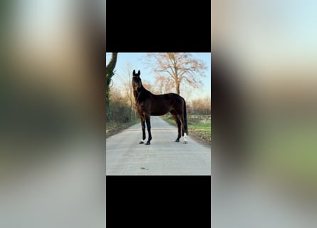 Westfaliano, Yegua, 4 años, 167 cm, Castaño oscuro