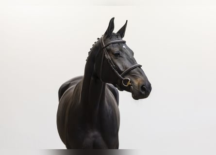 Westfaliano, Yegua, 4 años, 167 cm, Morcillo