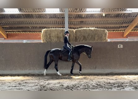 Westfaliano, Yegua, 4 años, 168 cm