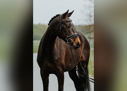 Westfaliano, Yegua, 4 años, 168 cm, Castaño oscuro