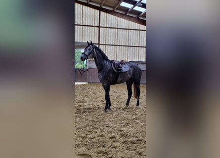 Westfaliano, Yegua, 4 años, 169 cm, Tordillo negro