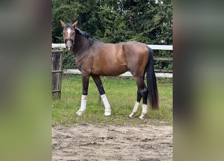 Westfaliano, Yegua, 4 años, 170 cm, Castaño