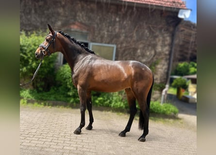 Westfaliano, Yegua, 4 años, 170 cm, Castaño oscuro