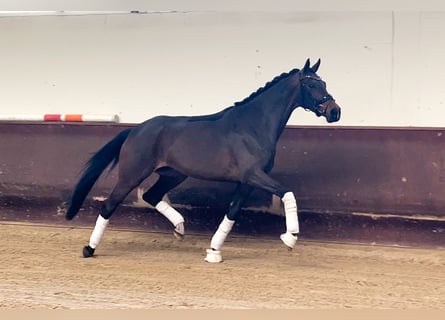 Westfaliano, Yegua, 4 años, 170 cm, Castaño oscuro
