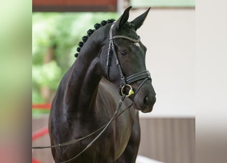 Westfaliano, Yegua, 4 años, 170 cm, Negro