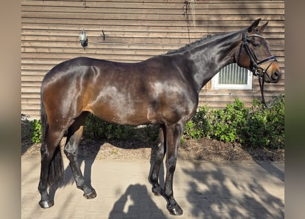 Westfaliano, Yegua, 4 años, 171 cm, Castaño oscuro